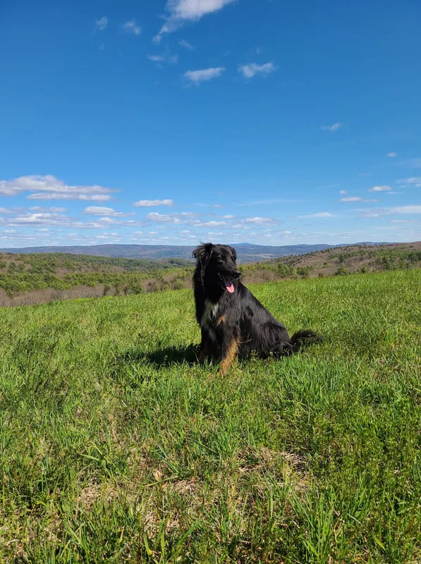 Dog in a field