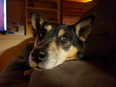Picture dog on couch