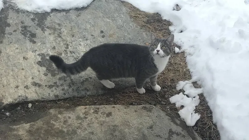 cat and snow