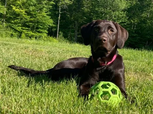Dog with Ball