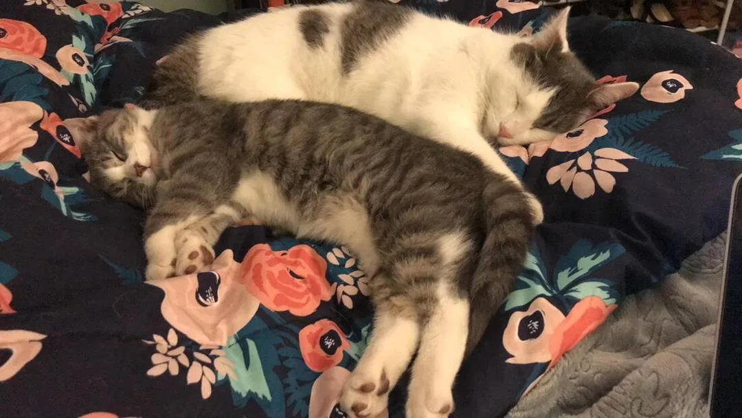 Picture two cats