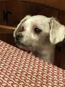 Picture small dog